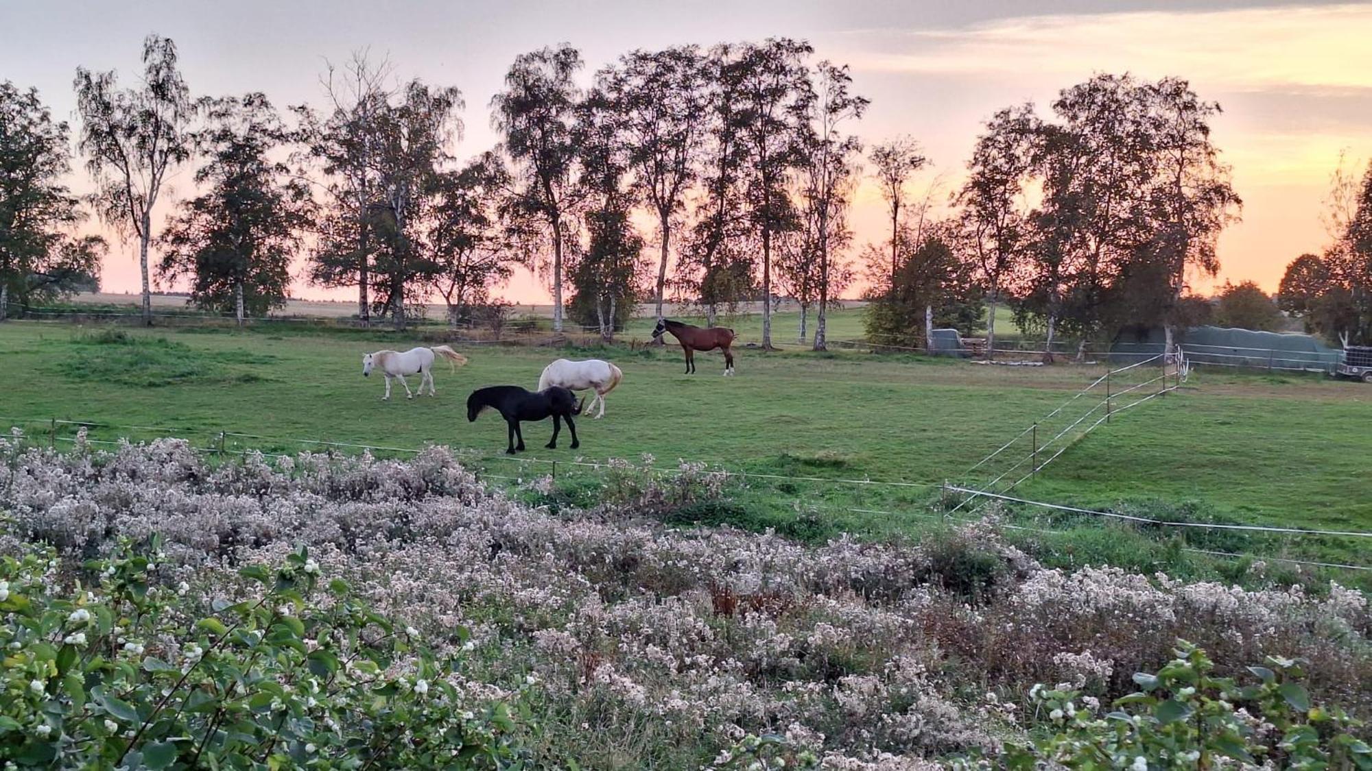 Js Feriendomizile Haus Abendrot Villa Hasselfelde Kültér fotó